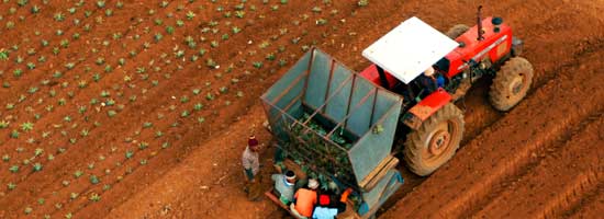 Agriculture Addo, Sundays River Valley, Nelson Mandela Bay