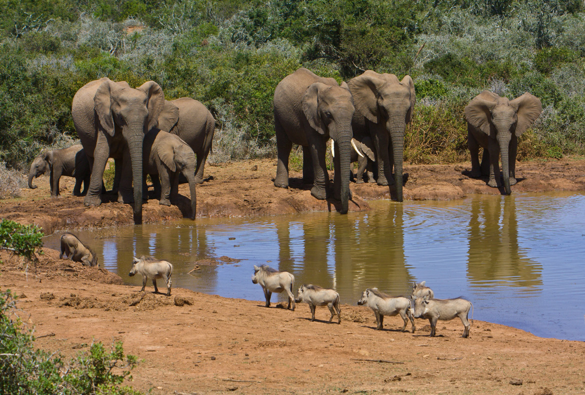 Addo Elephant National Park