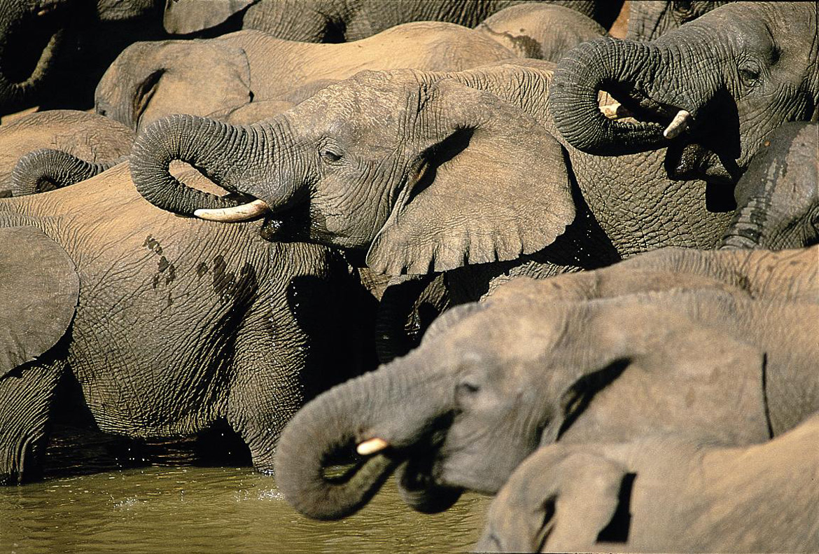 Addo Elephants