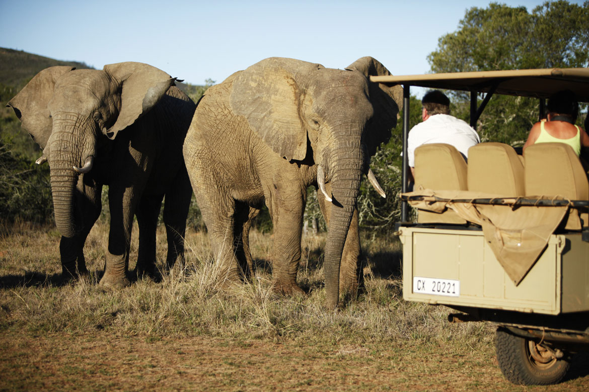 Addo Elephant Park Tour