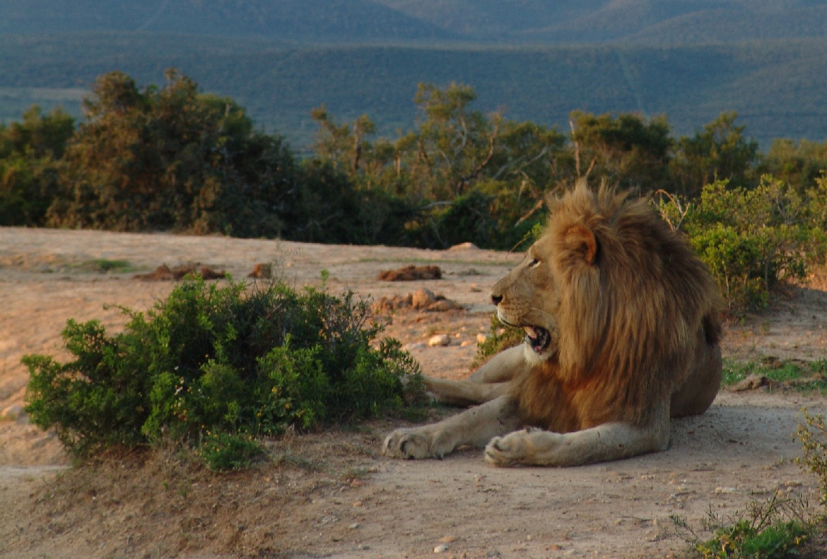 Addo Lion