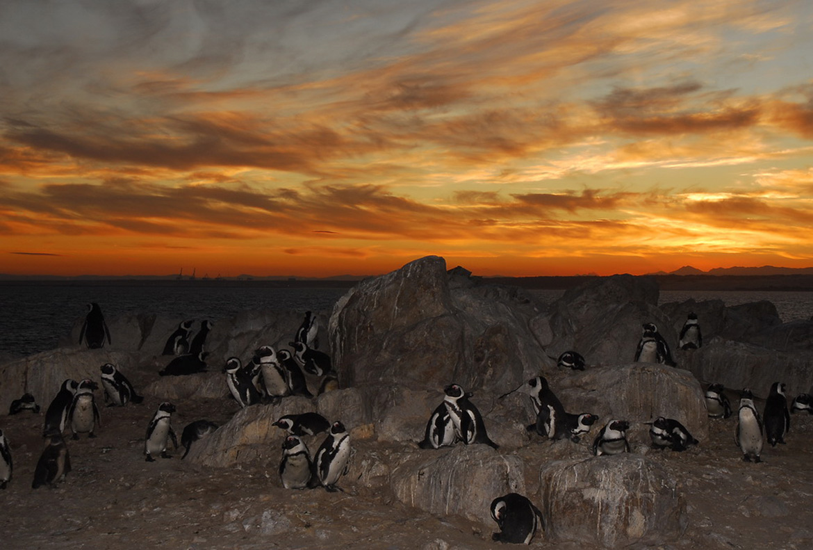 African Penguin on board Raggy Charters