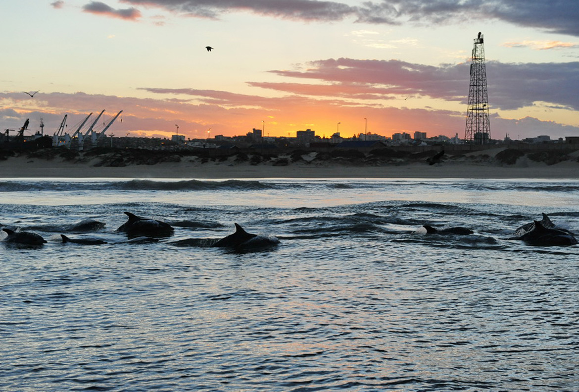 Dolphins of Kings Beach with Raggy Charters