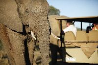Elephant Safari, Addo