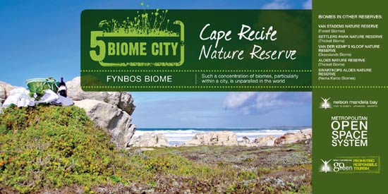 Fynbos Biome (Cape Recife Nature Reserve)