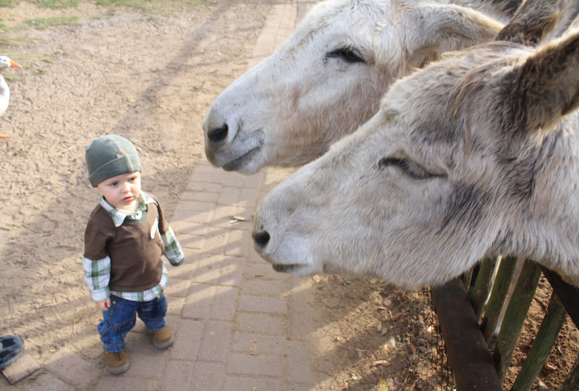 Holmeleigh Farmyard