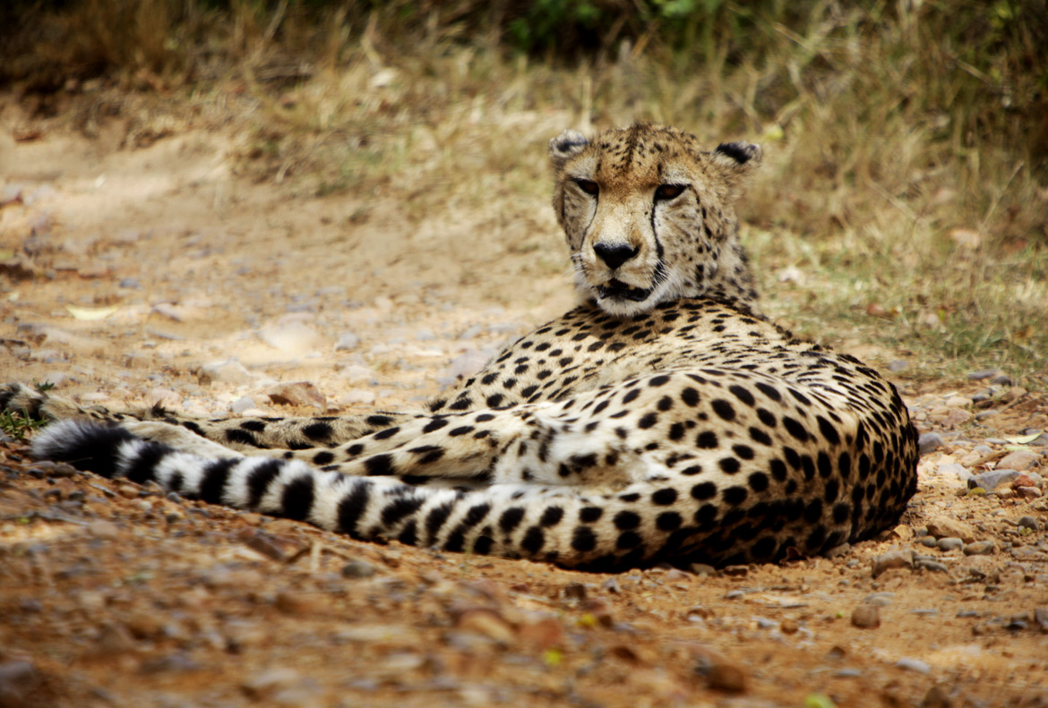 Cheetah at Kragga Kamma