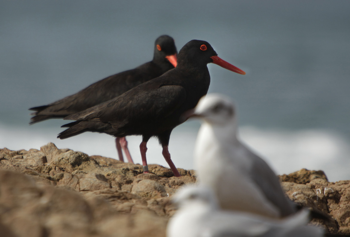 Oyster Catcher