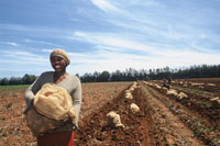 Potato Farm