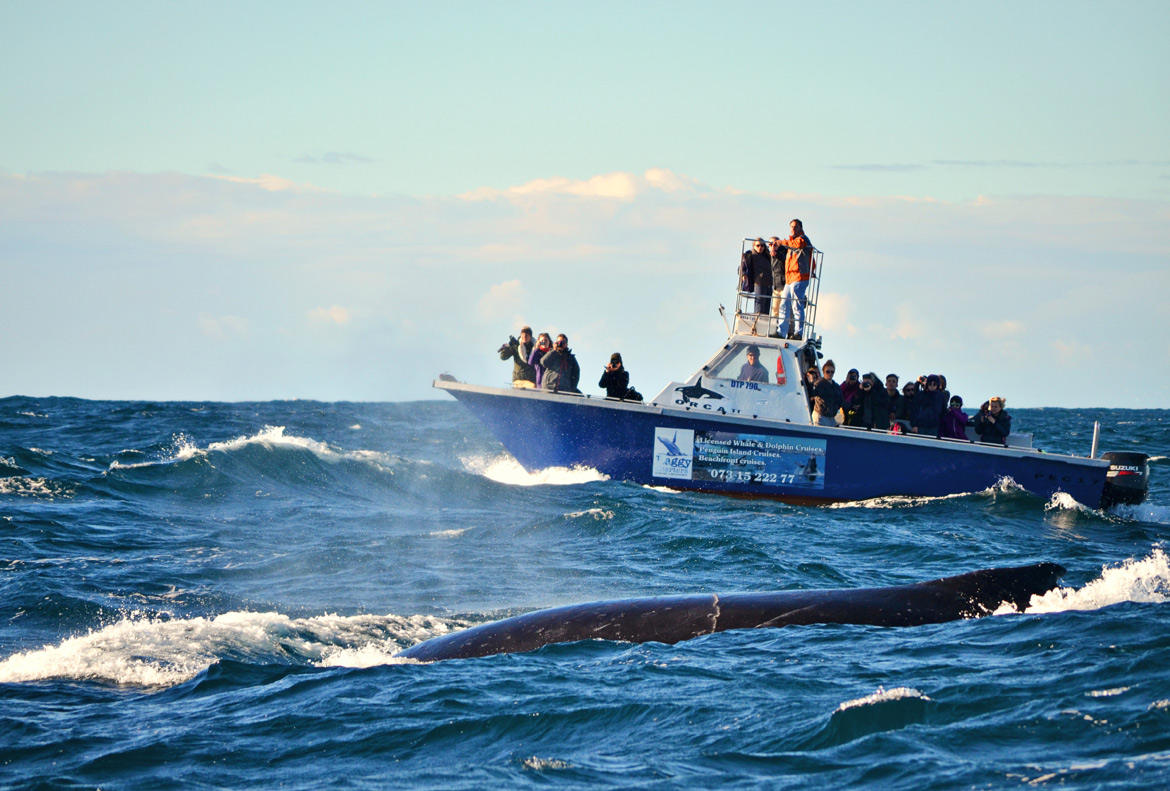 Raggy Charters Ocean Safari Tour