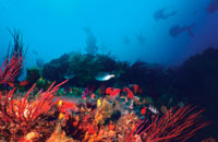 Scuba Diving off Port Elizabeth Coast