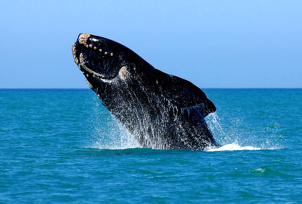 Southern Right Whale Algoa Bay Port Elizabeth