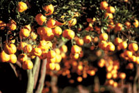 Citrus Farming