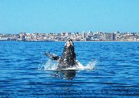 Whale Jumping with Port Elizabeth in background
