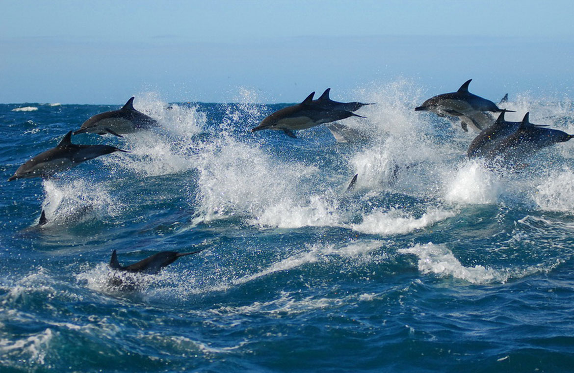 Dolphins in Algoa Bay Port Elizabeth - Photo by Raggy Charters