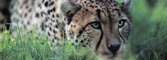 Wildlife, Nature, Port Elizabeth
