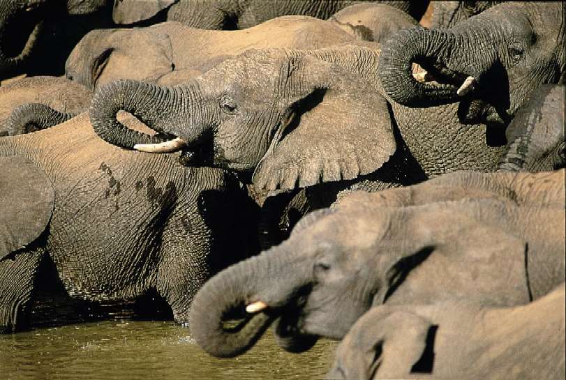 Elephants at Addo Elephant National Park