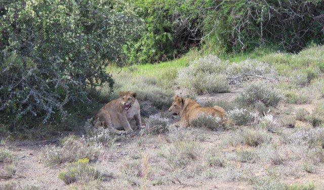 ADDO’S FAMOUS LION CUBS’ TAKE NEXT STEP 