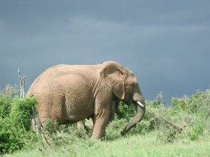 Historic Occasion as Addo Elephant National Park Opens Fence