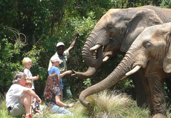 BIG ATTRACTION - ADDO ELEPHANT BACK SAFARIS