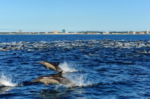 CONCERN OF LOCATION FOR THE PROPOSED ALGOA BAY SEA BASED AQUACULTURE DEVELOPMENT ZONE (ADZ)