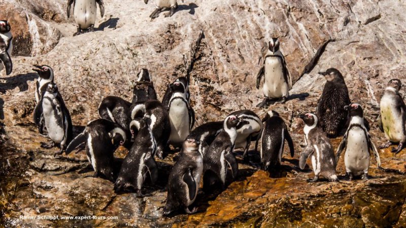 Penguin Island Speedboat Trips