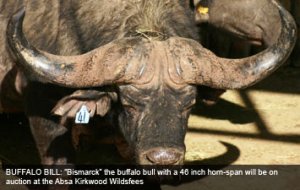 Prize buffalo bulls for Absa Kirkwood game auction