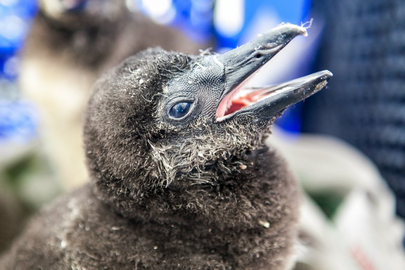 WEAK PENGUIN CHICKS ADMITTED TO SANCCOB EASTERN CAPE
