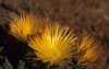 Namaqua National Park