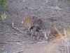 Mapungubwe National Park