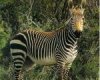 Mountain Zebra National Park