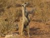 Kgalagadi Transfontier National Park