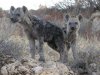 Kgalagadi Transfontier National Park