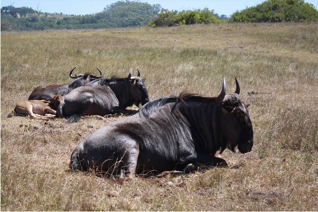 Blue Wildebeest