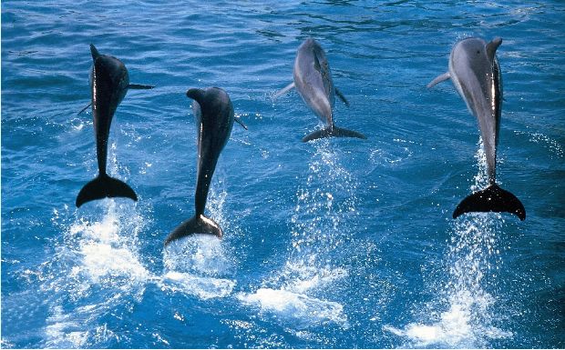 Dolphins