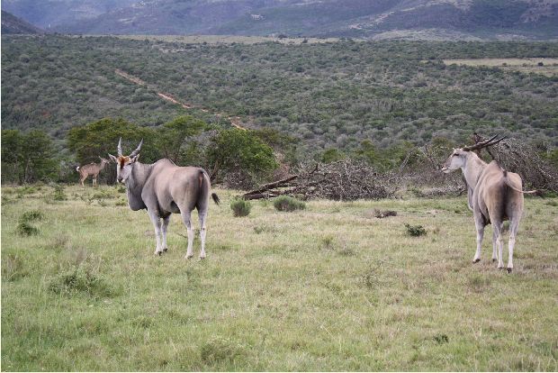 Eland