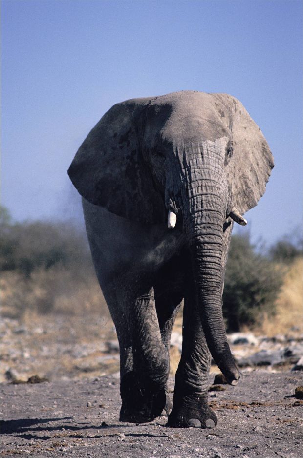 Elephant