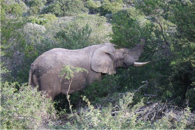 Elephant Eating