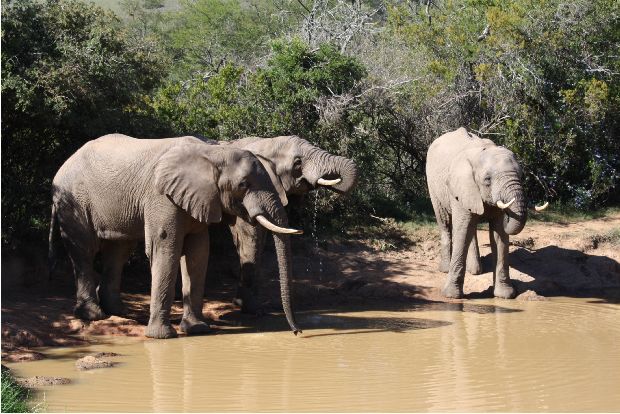 Elephants drinking water