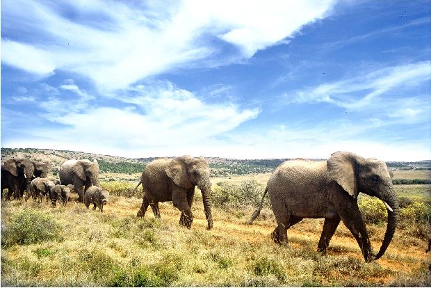 Elephants Walking At Addo