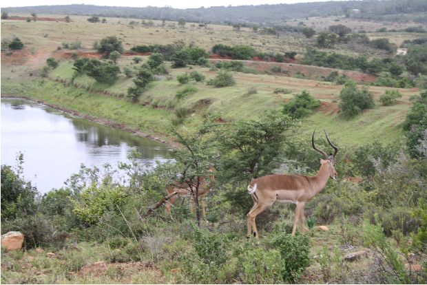 Impala