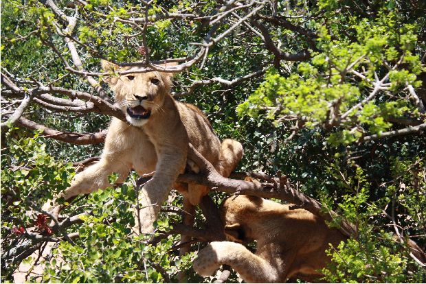 Lion Cups in Tree