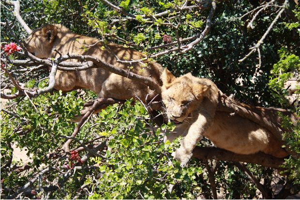 Lion Cups in Tree