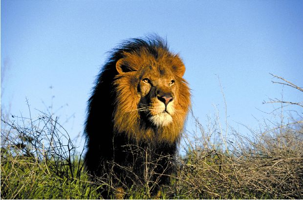 Male Lion