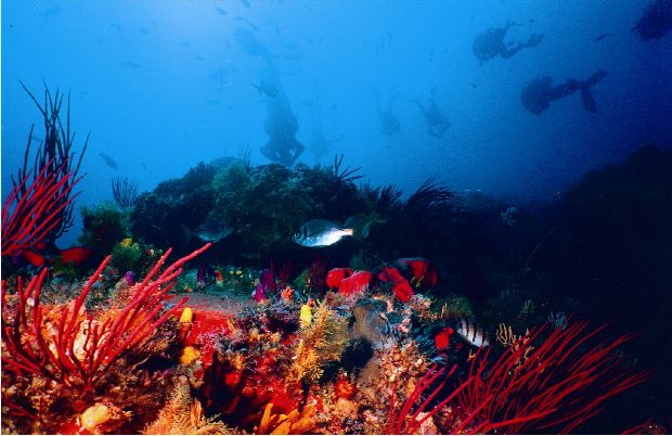 Reef in Algoa Bay