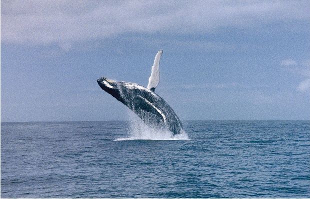 Whale Jumping