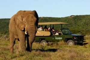 SHAMWARI - 50% OFF STANDARD RATES