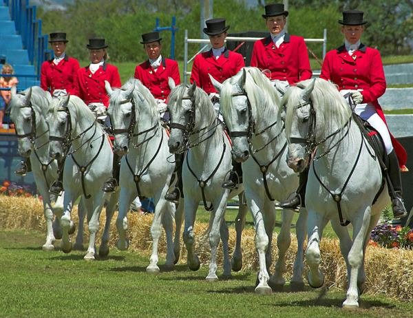  South African Lipizzaners in Nelson Mandela Bay