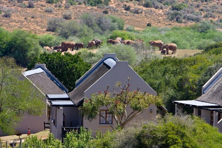Visitor Numbers to Addo exceed 300 000