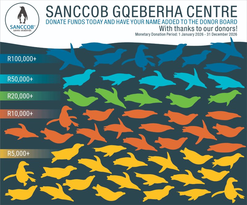 A Heartwarming Call to Action: Help SANCCOB Protect and Rescue African Penguins